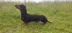 Mooie lieve kanichen teckel dekreu, Rabiës (hondsdolheid), Reu, 1 tot 2 jaar, Eén hond