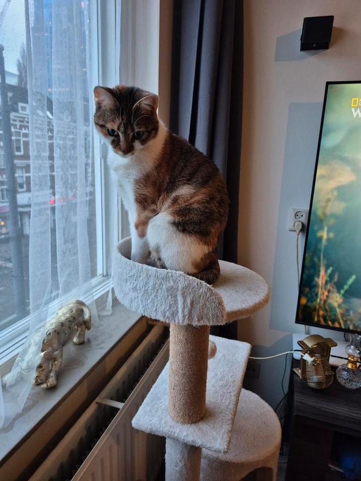 Gratis poes, Dieren en Toebehoren, Katten en Kittens | Raskatten | Korthaar, Poes