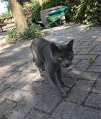 Europese korthaar poes, Dieren en Toebehoren, Katten en Kittens | Raskatten | Korthaar, Poes