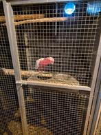 Rose kakatoe 2014 lutino man of gezocht pop lutino, Dieren en Toebehoren, Vogels | Parkieten en Papegaaien, Mannelijk, Papegaai