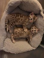 Mooie Snow Sepia bengaal kittens, Dieren en Toebehoren, Katten en Kittens | Raskatten | Korthaar, Kater, Ontwormd