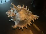 Grote Murex decoratie schelp uit woonwinkel, Ophalen, Gebruikt