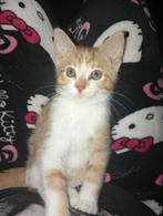 Kitten, Dieren en Toebehoren, Kater, Kortharig, 0 tot 2 jaar