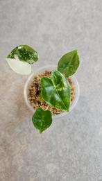 Alocasia Frydek Variegata, Ophalen of Verzenden, Halfschaduw, Minder dan 100 cm