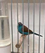 Blauwfazantje (man), Dieren en Toebehoren