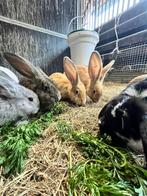 Super lieve Duitse reuzen, Dieren en Toebehoren, Konijnen, Meerdere dieren, Groot