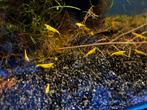 Neocaridina Yellow Fire Neon Backstripe Garnalen, Dieren en Toebehoren, Vissen | Aquariumvissen, Kreeft, Krab of Garnaal, Zoetwatervis