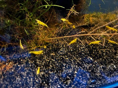 Neocaridina Yellow Fire Neon Backstripe Garnalen, Dieren en Toebehoren, Vissen | Aquariumvissen, Zoetwatervis, Kreeft, Krab of Garnaal