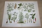 2 antieke botanische kleurenlitho's - Giftige planten - 190, Antiek en Kunst, Kunst | Litho's en Zeefdrukken, Ophalen of Verzenden