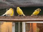 Kanaries, Dieren en Toebehoren, Meerdere dieren, Zangkanarie