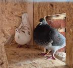 Mooi koppel kleur duiven, Dieren en Toebehoren, Vogels | Duiven, Meerdere dieren, Postduif