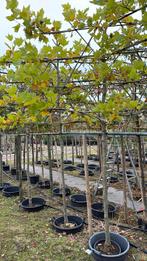 Lei platanen, Ophalen, Appelboom, Lente
