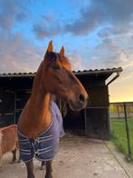 Lieve spaanse recreatie pony/weidemaatje/coaching /grondwerk, Dieren en Toebehoren, Ruin, Recreatiepaard, Ontwormd