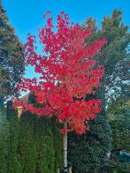 Amberboom - Liquidambar Worplesdon ca. 300 cm, Tuin en Terras, Planten | Bomen, Bloeit niet, Halfschaduw, 250 tot 400 cm, Overige soorten