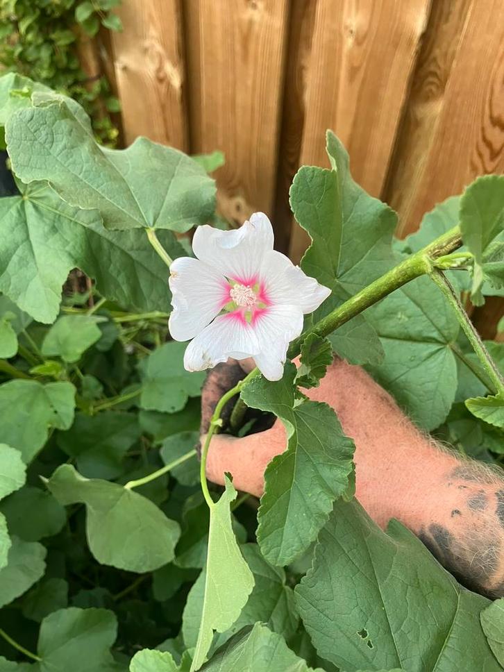 GRATIS Lavatera Barnsley wit/roze, Tuin en Terras, Bloembollen en Zaden, Volle zon, Ophalen