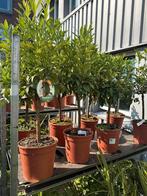 Aanbieding citrus boompjes 50% korting, Ophalen, Volle zon, Overige soorten, Minder dan 100 cm
