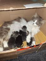 Kittens zoeken nieuw warm huis, Dieren en Toebehoren, Katten en Kittens | Overige Katten, Meerdere dieren