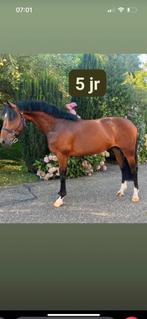 Te koop knappe 5 jarige ruin, Springpaard, Ruin, Zadelmak, Gechipt