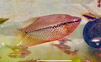 Koppel Diamant Goerami, Dieren en Toebehoren, Vis