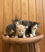 Lieve en aanhankelijke kittens te koop, Dieren en Toebehoren, Katten en Kittens | Overige Katten, Poes, 0 tot 2 jaar
