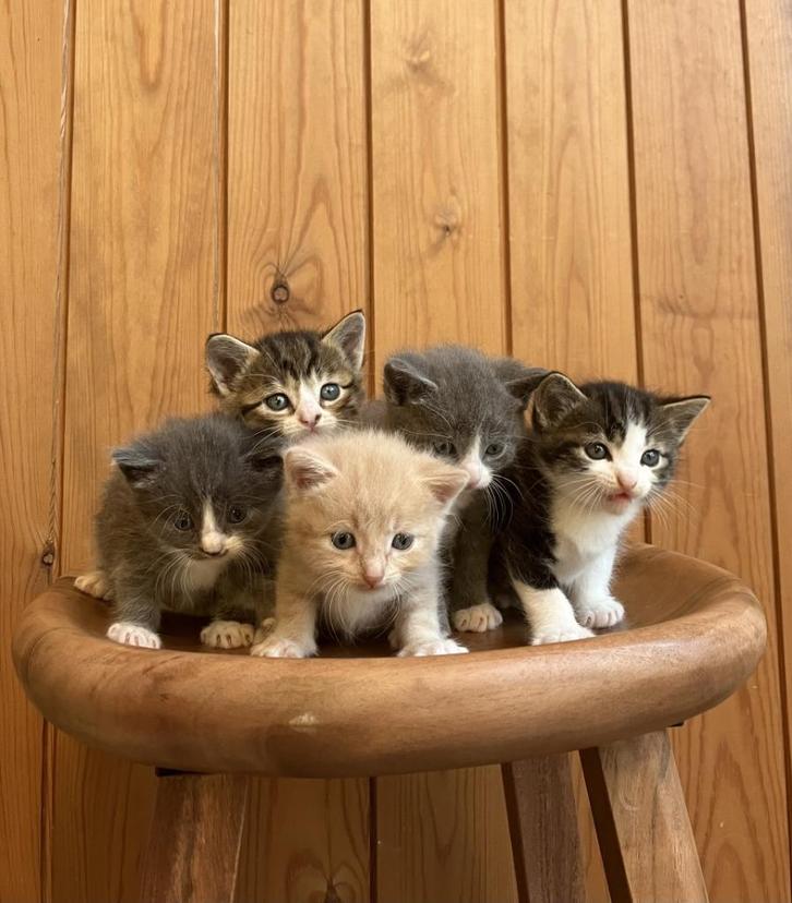 Lieve en aanhankelijke kittens te koop, Dieren en Toebehoren, Katten en Kittens | Overige Katten, Poes, 0 tot 2 jaar