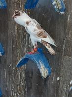 Koppel kroppers duiven, Dieren en Toebehoren, Meerdere dieren, Postuurkanarie