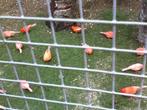 Te Koop jonge rode kanaries, Dieren en Toebehoren, Meerdere dieren, Kleurkanarie