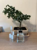 MFK Gentle Fluidity Silver parfum sample/decant, Ophalen, Zo goed als nieuw