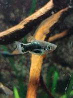 Platy's groepje, Dieren en Toebehoren, Vis, Zoetwatervis, Schoolvis