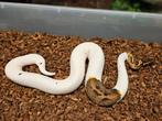 Pastel Pied het Desert Ghost kweekman, Dieren en Toebehoren, Slang, 0 tot 2 jaar