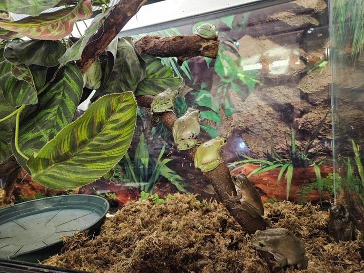 Litoria caerulea Koraalteenboomkikkers, Dieren en Toebehoren, Reptielen en Amfibieën, Amfibie, 0 tot 2 jaar