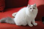Gastgezin gezocht: ragdoll, Dieren en Toebehoren, Kater