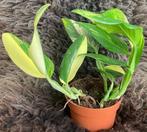 Monstera Standleyana Variegata #2, Overige soorten, Minder dan 100 cm, Groene kamerplant, Halfschaduw