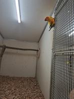 0-1 Zonparkiet 2022, Dieren en Toebehoren, Vogels | Parkieten en Papegaaien, Vrouwelijk, Parkiet, Geringd