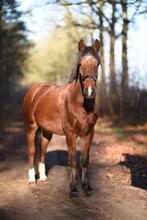 ✨De allerleukste E pony ruin  van marktplaats!✨, Dieren en Toebehoren, Pony's, Ruin, E pony (1.48m - 1.57m), 3 tot 6 jaar