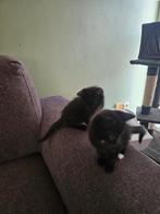 Kitten mannetje, Meerdere dieren, Kortharig, 0 tot 2 jaar
