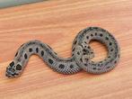 Heterodon nasicus morphs nk 25, Dieren en Toebehoren, Slang, 0 tot 2 jaar