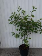 (Krentenboompje) Amelanchier lamarckii, Ophalen, Lente, Vaste plant, Overige soorten