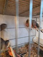 Bourks parkieten, Meerdere dieren, Kleurkanarie
