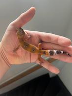 0.1 luipaardgekko 2025, Dieren en Toebehoren, Hagedis, Tam, 0 tot 2 jaar