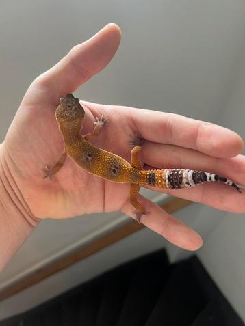0.1 luipaardgekko 2025 beschikbaar voor biedingen