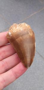 Gigantische Mosasaurus tand fossiel uit Marokko dinosaurus, Verzamelen, Ophalen of Verzenden, Fossiel