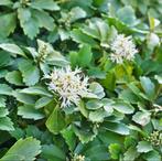 Pachysandra Green Carpet | Schaduwkruiper | Chemievrij, Tuin en Terras, Bodembedekkers, Vaste plant, Ophalen of Verzenden, Halfschaduw