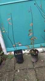 Kersenpruim, Tuin en Terras, Planten | Fruitbomen, Ophalen, Minder dan 100 cm