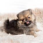 Pomeriaan pups, Dieren en Toebehoren, Parvo, Keeshond, 8 tot 15 weken, Meerdere