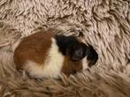 Cavia’s beertjes koppel, Dieren en Toebehoren, Cavia, Mannelijk, December, Tam