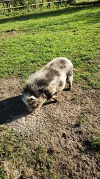 Gottinger minivarken zeug, 6 jaar of ouder, Vrouwelijk, Varken