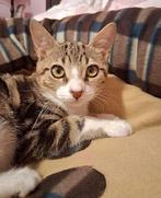 ️️ Twee lieve kittens Pipis & Mika zoeken een warm thuis, Dieren en Toebehoren, Katten en Kittens | Overige Katten, Meerdere dieren