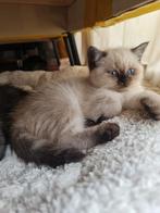 britse korthaar kittens, Dieren en Toebehoren, Meerdere dieren, Ontwormd