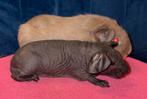 Skiny cavia beer en dragertje, Dieren en Toebehoren, Juli, Tam